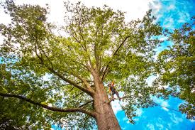 Best Tree Cabling and Bracing  in Covington, OH