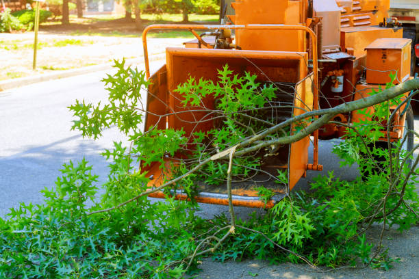 Best Palm Tree Trimming  in Covington, OH