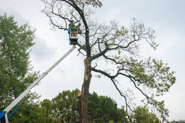 Best Tree Removal  in Covington, OH