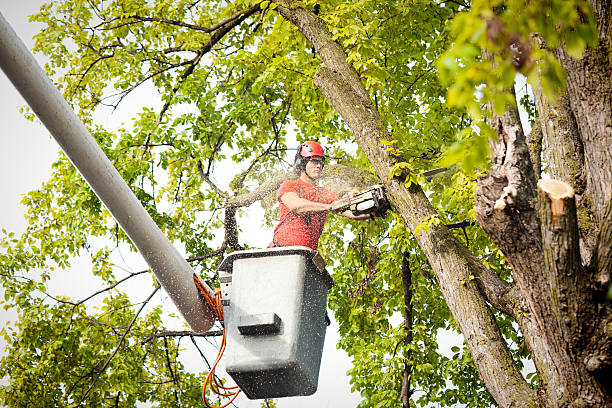 Best Commercial Tree Services  in Covington, OH